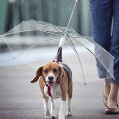 Creative Leash Puppy