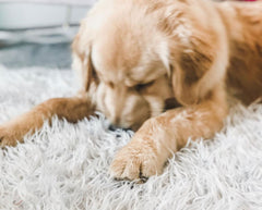 Orthopedic Fur Dog Bed